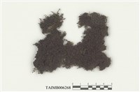 藏品(歐耳葉蘚)的圖片